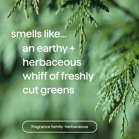 men shower wash duo - juniper + sage